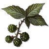 unripe berries consumables lords of the fallen wiki wide 100px