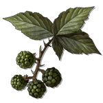 unripe berries consumables lords of the fallen wiki wide 150px